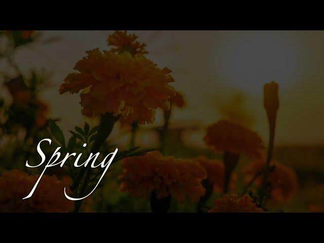 Sharon Lin - Spring (2017)