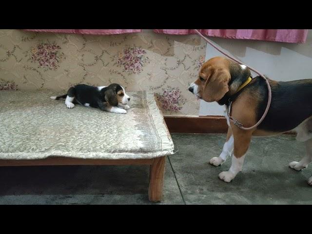 Deep conversation between father & daughter | Leo & Lilly |Leo The Beagle