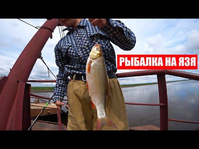 ЗДОРОВЕННЫЙ ЯЗЬ НА УДОЧКУ, РЫБАЛКА НА ДОНКУ