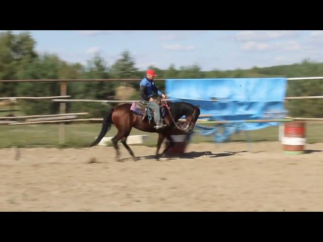 Albert Janik Spokojny horse shugerleana AQH