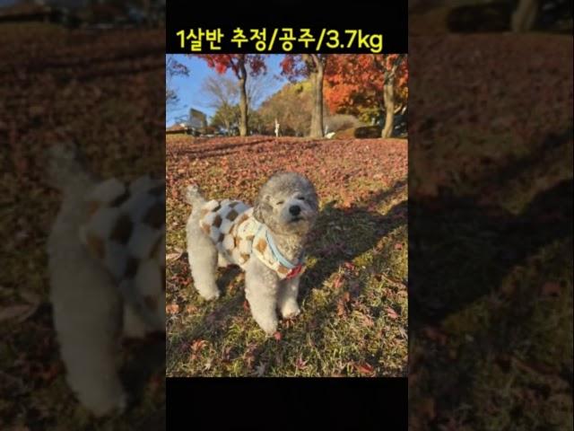 방치당하던 리치 평생 가족을 찾습니다 #실버푸들 #강아지입양