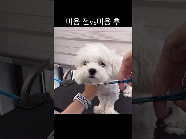 말티즈 미용 전vs미용 후 #애견미용 #cutedog