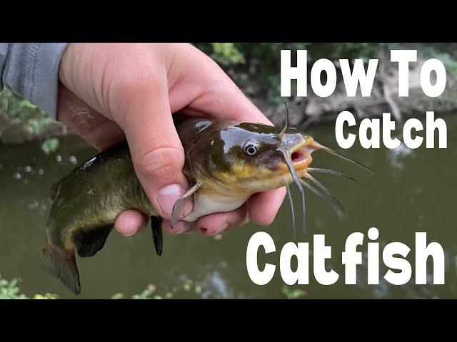 The EASIEST Way to Catch TONS of Catfish! (How to Catch Catfish)