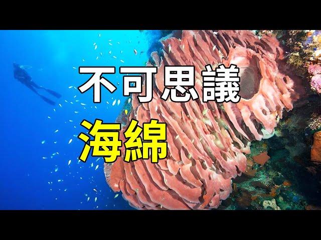 出海捕捉海綿，發現海綿寶寶在吃蝦