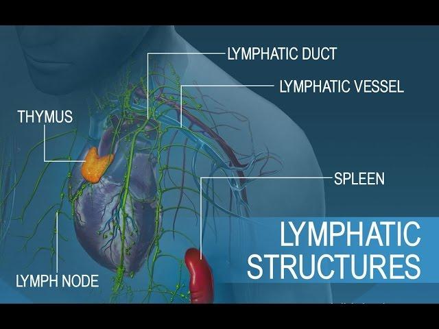 Anatomy and Physiology of Lymphatic System