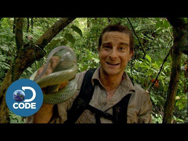 Bear Grylls in Borneo Jungle | Man vs Wild (4/6)