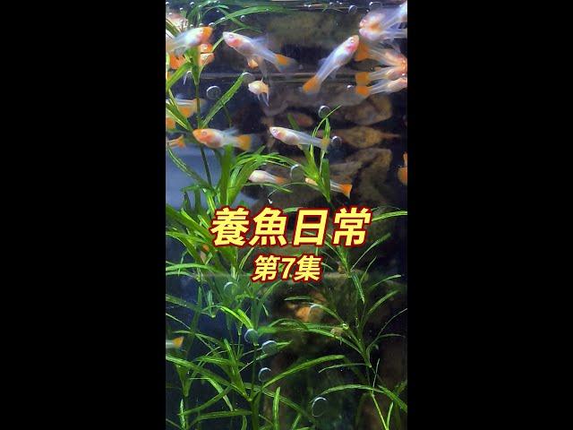 孔雀魚小魚苗養不活，是魚缸水質問題？準備購入魚缸UV紫外線殺菌燈！#養魚 #觀賞魚 #孔雀魚 #小魚兒