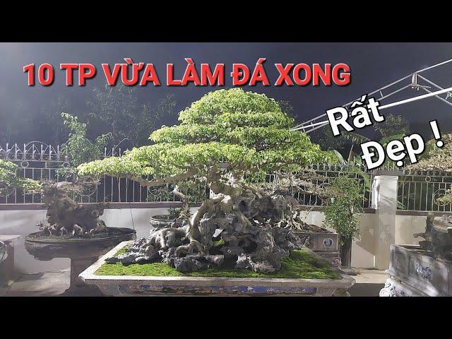 CHIÊM NGƯỠNG 10 TP VỪA LÀM ĐÁ xong CỰC ĐẸP - ai nhìn cũng mê * vườn Bonsai ĐỨC HUY *.