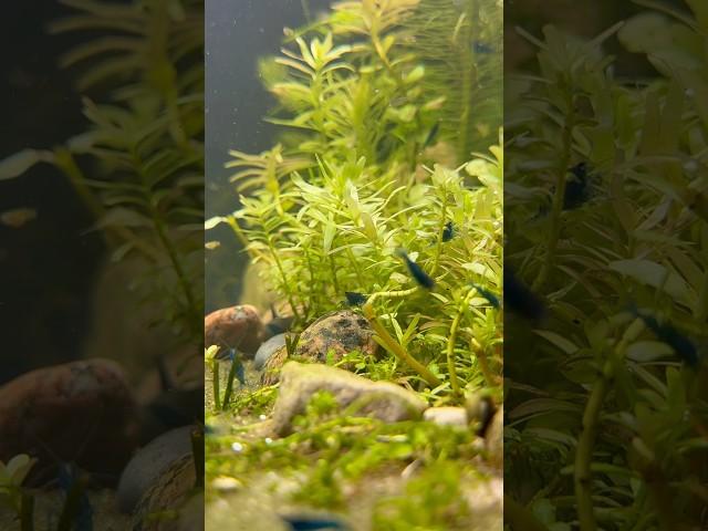 Thriving blue dream shrimp and endler aquarium! #aquarium #neocaridina #plantedtank #fish #nature