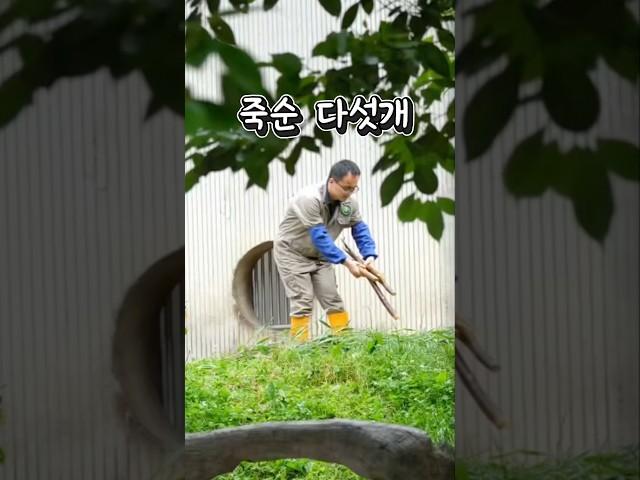 죽순을 준비하는 쉬샹 사육사의 모습