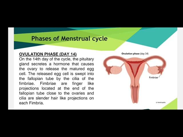 Menstruation and Menstrual Cycle