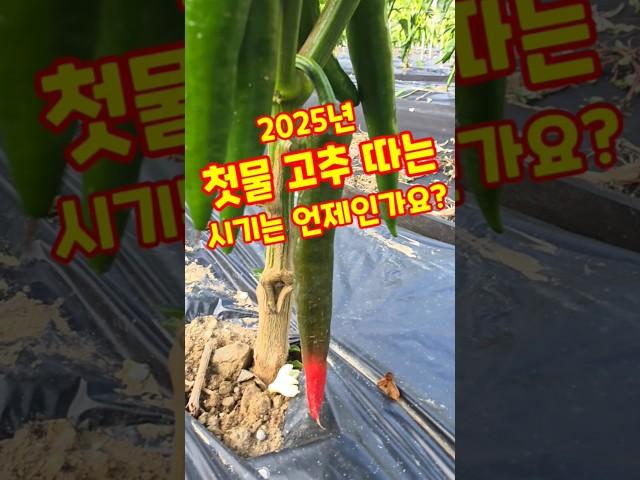 첫물 고추 따는 시기는 언제인가요? 괴산청결고추 #shorts