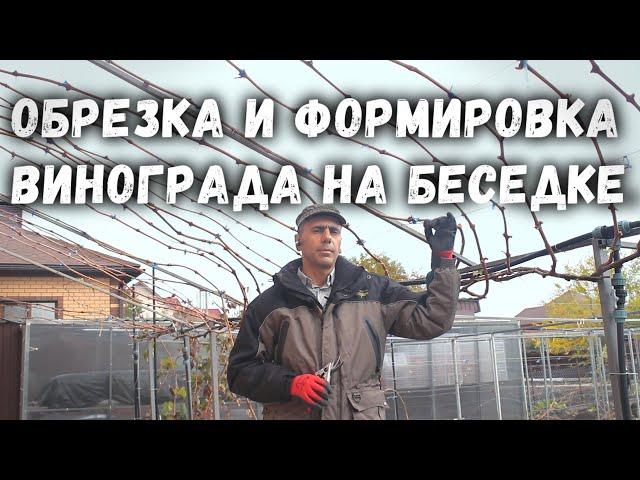 Обрезка и формировка  винограда на беседке.