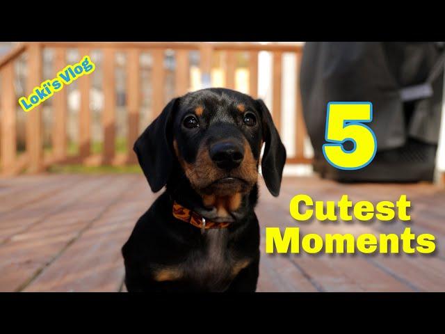 5 Cutest Moments | Mini Dachshund Puppy | Loki’s Vlog | 小腊肠国强最可爱的五个瞬间