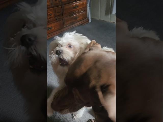 Ultimate Dog Showdown: Big Dog vs. Little Shih Tzu!  Epic Playtime Battle! #doglife