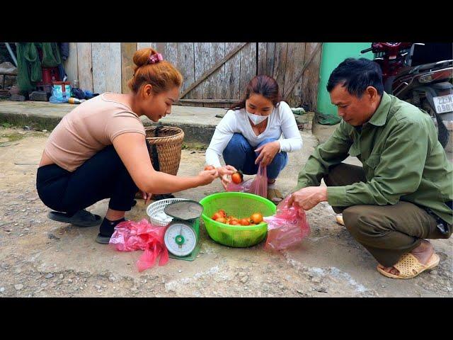 Harvest tomatoes and duck eggs to sell. Preparing to buy 100 more chickens to raise - Peaceful life