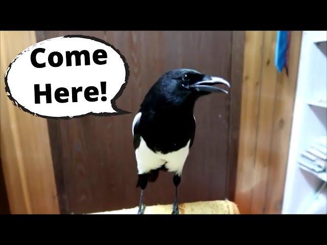 This Talking magpie is Amazing!