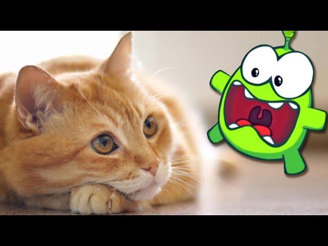 Om Nom Stories: Om Nom and Kitten | Funny Cartoons For Babies