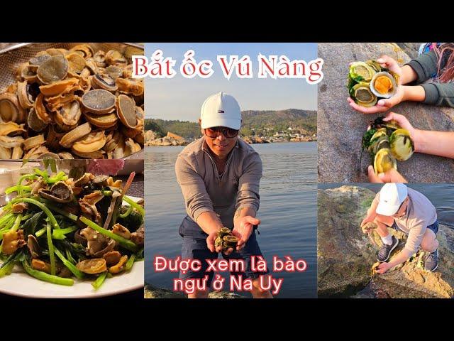 Đi bắt đặc sản Ốc Vú Nàng ở Na Uy, bám đầy ở bãi biển bắt mê mà quên lối về