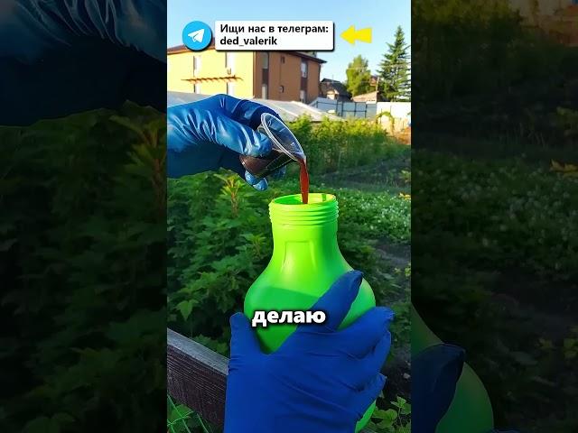  Как навсегда избавиться от тли без химии!  #огород #дача #тля