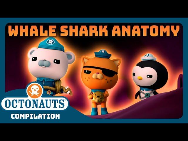 @Octonauts -  Exploring The Anatomy of a Whale Shark?  | Bumper Pack Special! | Full Episodes