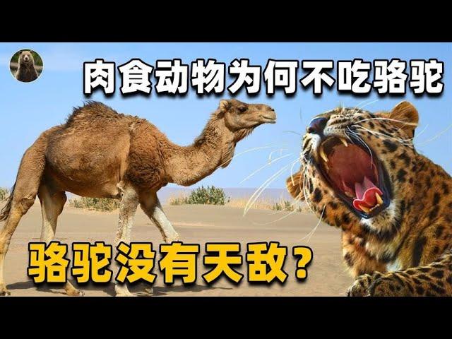 骆驼的驼峰为何在背上？它为了生存，究竟进化得多“变态”？