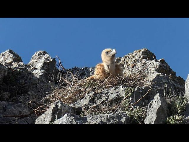 La fauna de Valdenebro (Soria)