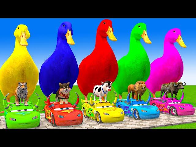 5 Giant Duck Cartoon,Cow,Elephant,Giraffe,Tiger,Lion, Paint Wild Animals Crossing Fountain Animation