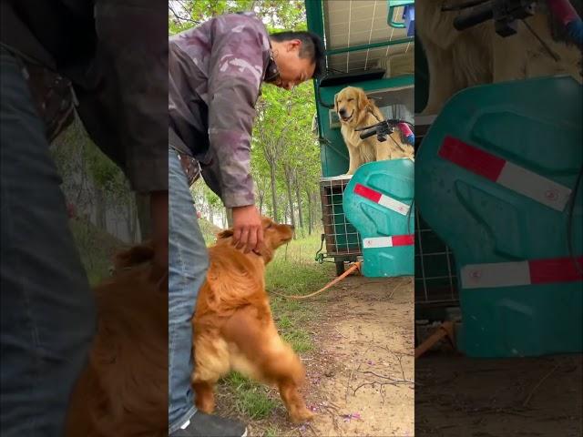 The homeless man found a place to rest with his two stray golden retrievers