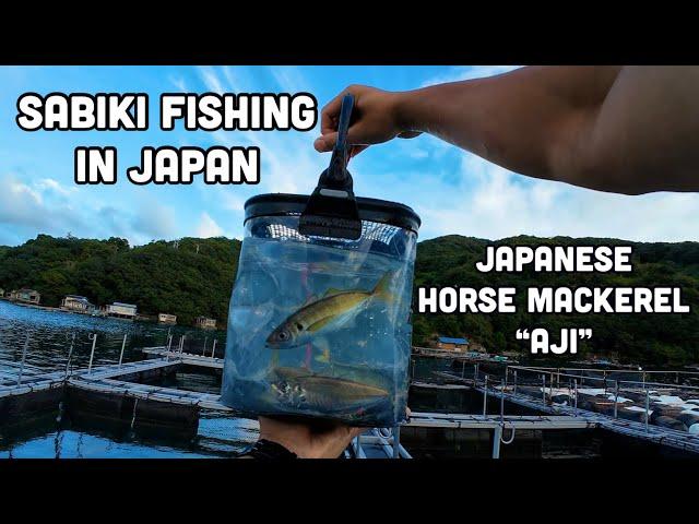 Sabiki Fishing in Japan - Japanese Horse Mackerel "Aji"