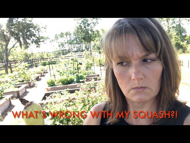 What’s wrong with my squash?
