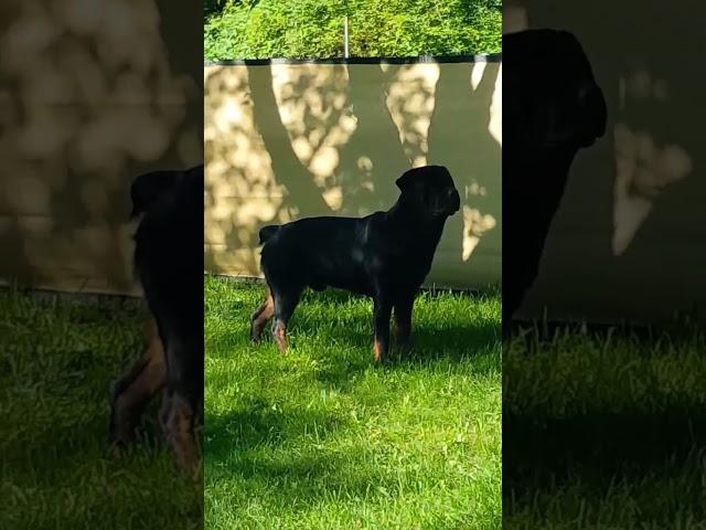 "BLACK DOG" MOSSBERG THE ROTTWEILER