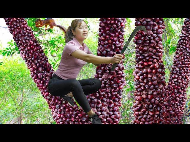 120 Busy Days - Harvesting Chestnuts, Wild Pineapples Go Market To Sell - Process Soaking Pineapple