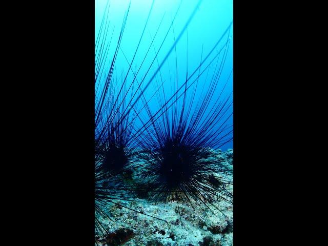 Surprising Sea Urchin Predator EXPOSED!