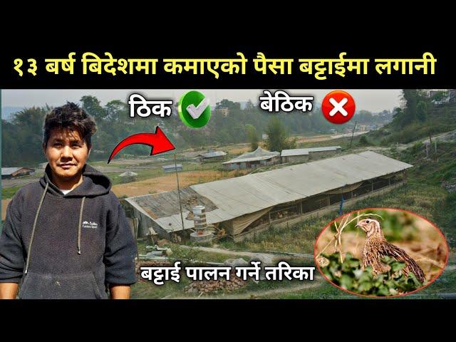 १० बर्ष बिदेशमा कमाएको पैसा बट्टाइ पालनमा लगानी ठिक कि बेठिक - quail farming in Nepal - Battai palan