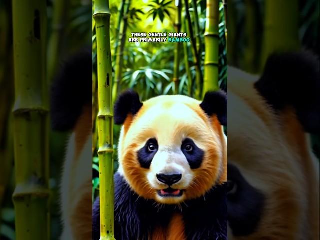  Giant Panda: The Beloved Bamboo Eater!