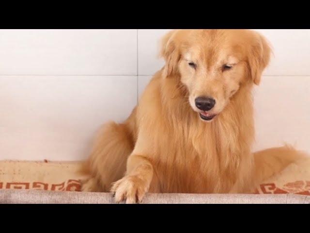 Golden Retriever Luhu：My daily life (extended version)#dog #puppy #pet #cutedog