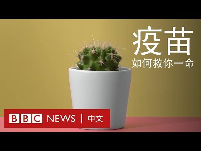 疫苗與群體免疫：一根針如何救你一命 － BBC News 中文 ｜ 群體免疫 ｜ 打針 ｜ 防疫