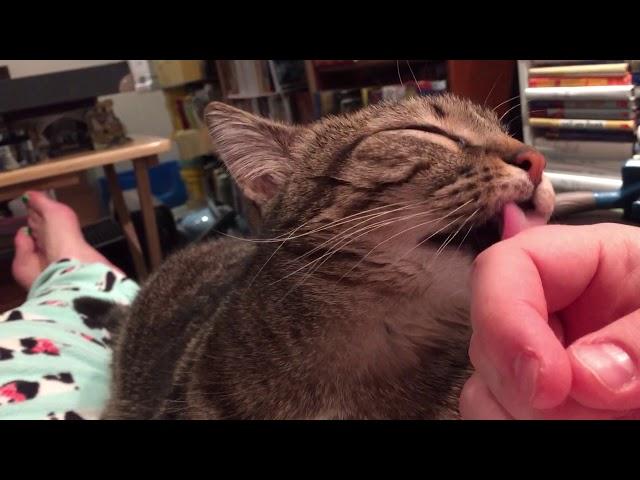 My cat Daisy licks my fingers