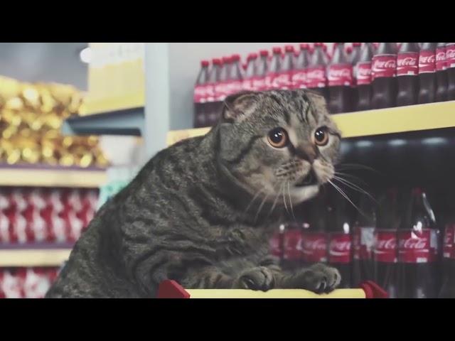 Best Cat Commercials Netto Marken