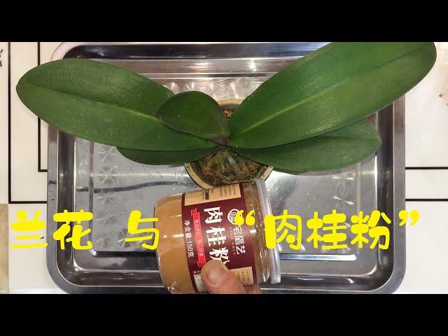 兰花与“肉桂粉”，不可多得的天然杀菌杀虫药，养兰必备！（阿涛养花80期）Cinnamon powder！