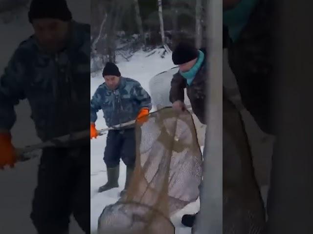  Промысловая рыбалка на Крайнем Севере #янао #ямал #рекомендации
