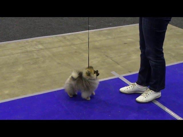 Выставка собак. Бэст Бэби.  Лучший бэби - померанский шпиц. Dog Show. BEST BABY.