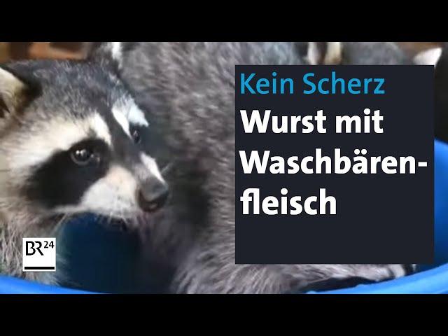 Waschbär-Wurst – ein Metzger mischt noch Reh in die Salami | Abendschau | BR24