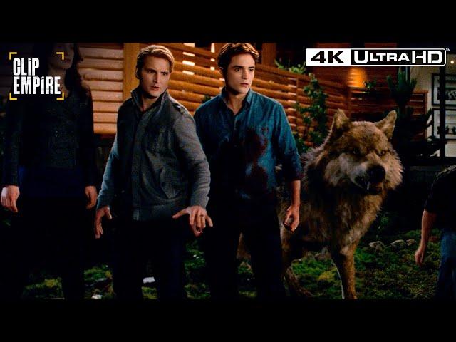 Cullens vs. Wolves Showdown | Twilight: Breaking Dawn Part 1 4K Ultra HD