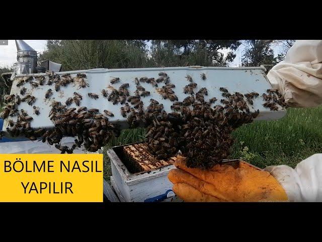 Bölme nasıl yapılır - Neye dikkat etmeliyşz - Beekeeping. arıcılık.