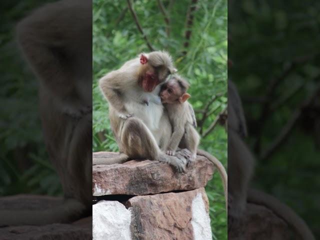 Monkey Mom Breastfeeding Her Baby