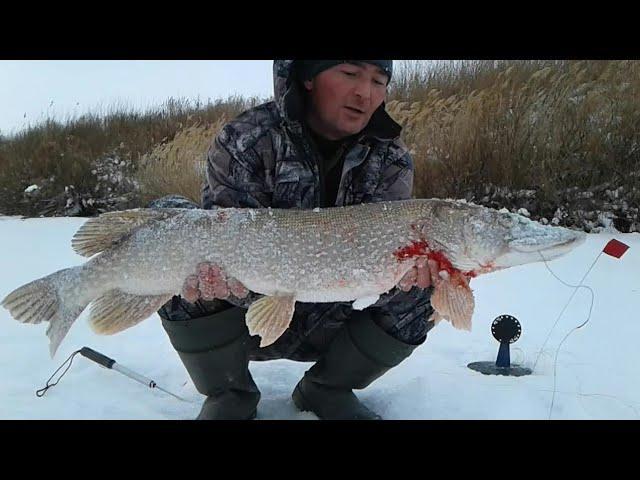 Разведка щучьих мест. Новый плёс. Достойный улов!!! Успешная рыбалка!!!