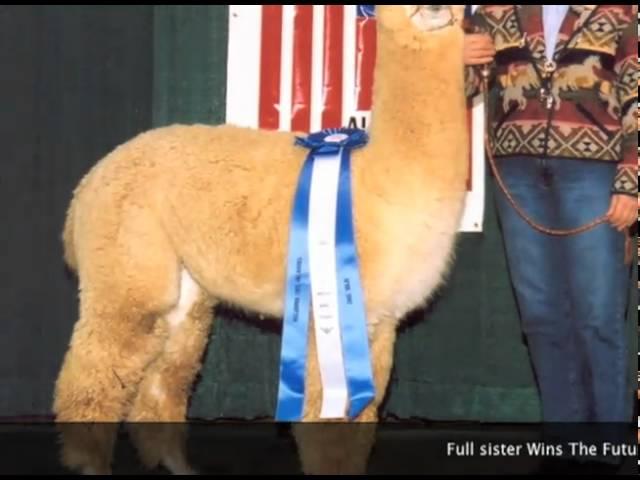 Marys Collection-Victory Velvet-Alpaca Auction.mov