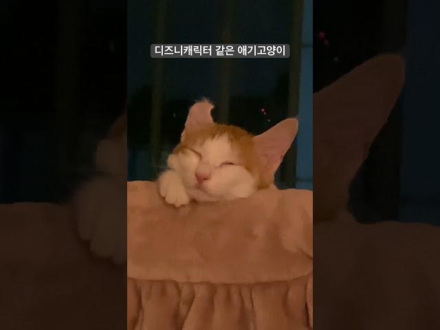 디즈니 캐릭터 같은 애기고양이 #cat #고양이 #코리안숏헤어 #귀여운